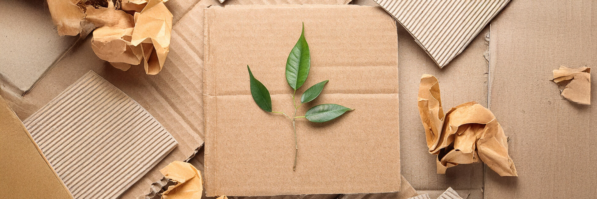 Going Green Why Sustainable Packaging is the Future for Indian Businesses